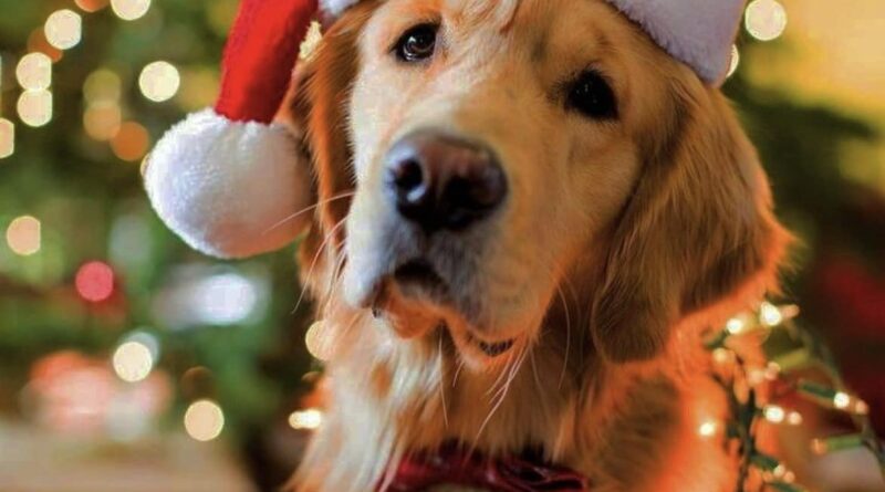 Limited Christmas Appointments at Dog Style Grooming Salon Loughrea